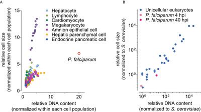 Plasmodium Reproduction, Cell Size, and Transcription: How to Cope With Increasing DNA Content?